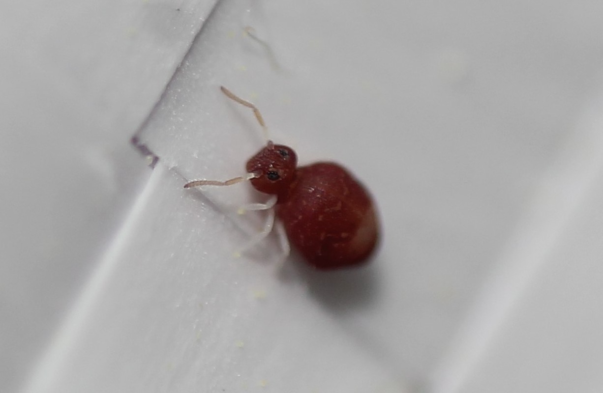 Deuterosminthurus pallipes