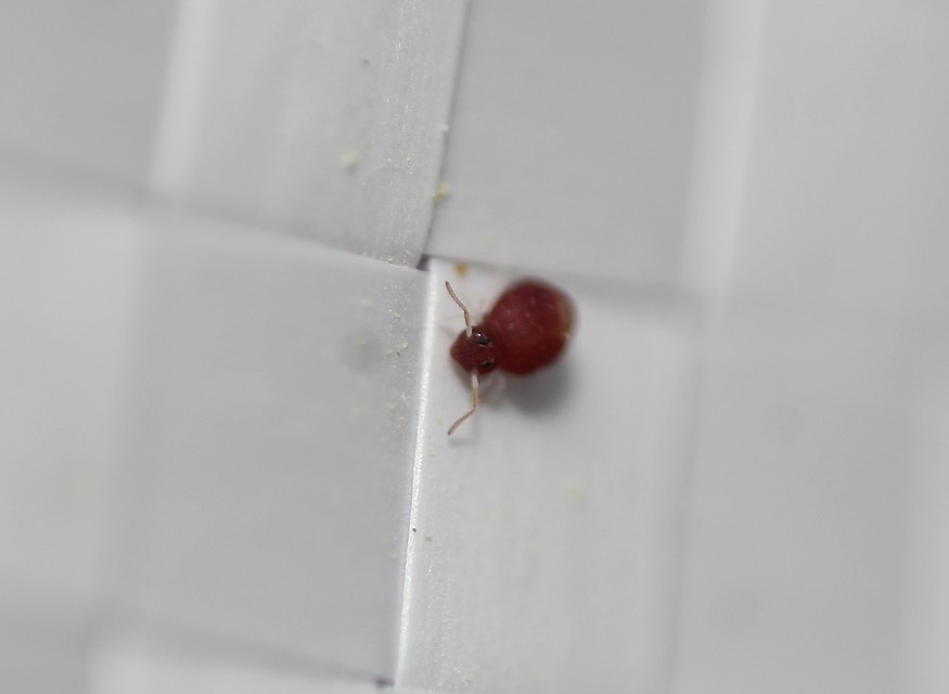 Deuterosminthurus pallipes