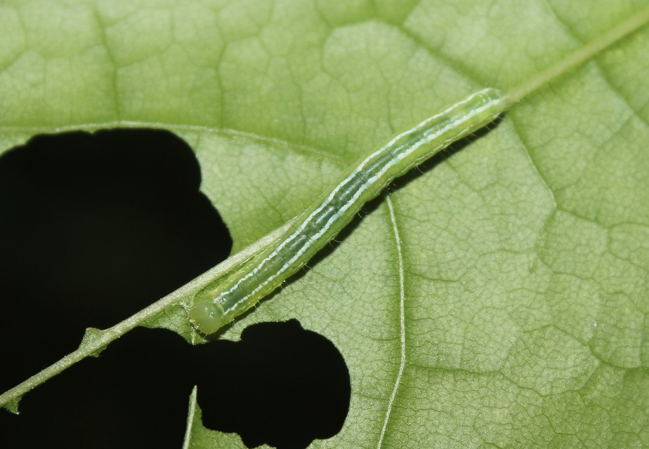 Ptilophora plumigera - tollas púposszövő