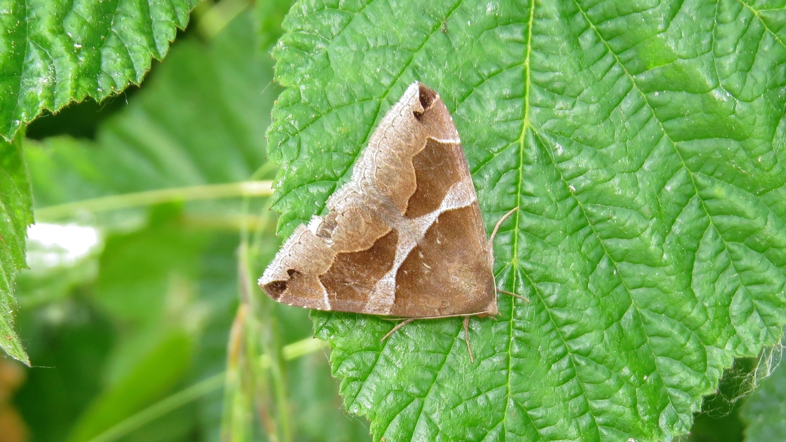 Dysgonia algira - déli porcelánbagoly