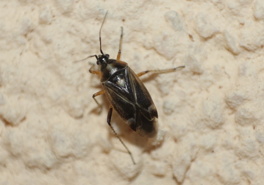 Harpocera