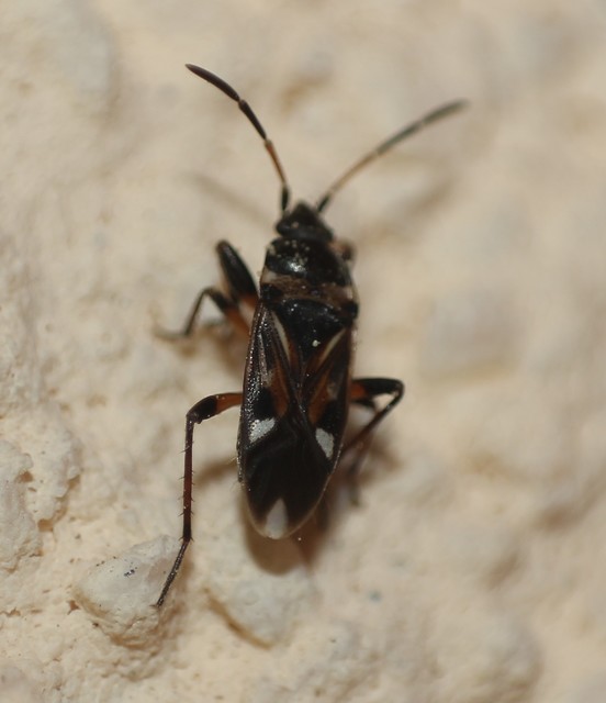 Raglius alboacuminatus - tarka díszesbodobács