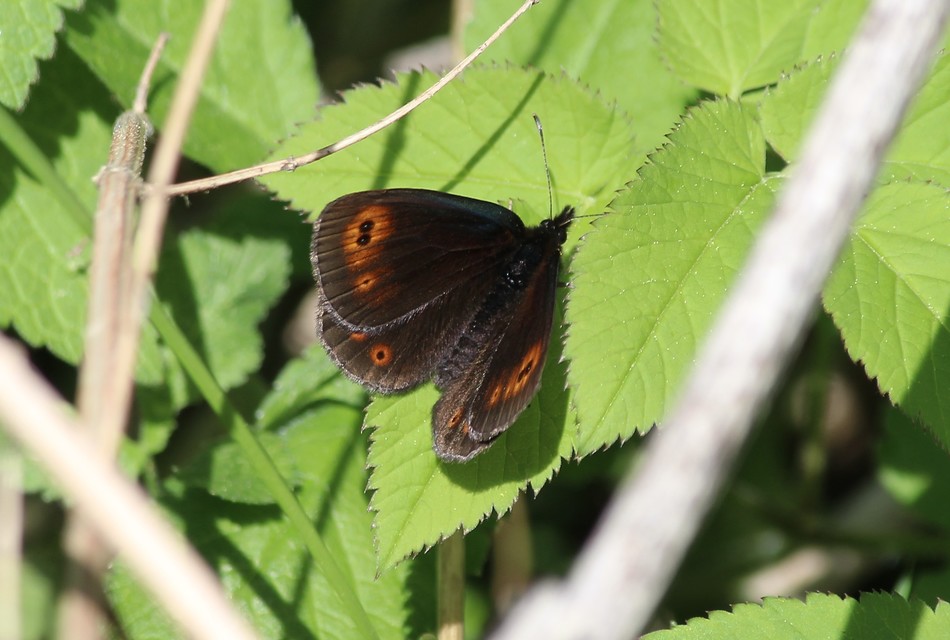 Erebia medusa - tavaszi szerecsenlepke