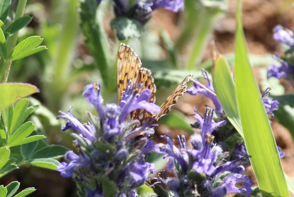 Boloria dia - kis gyöngyházlepke