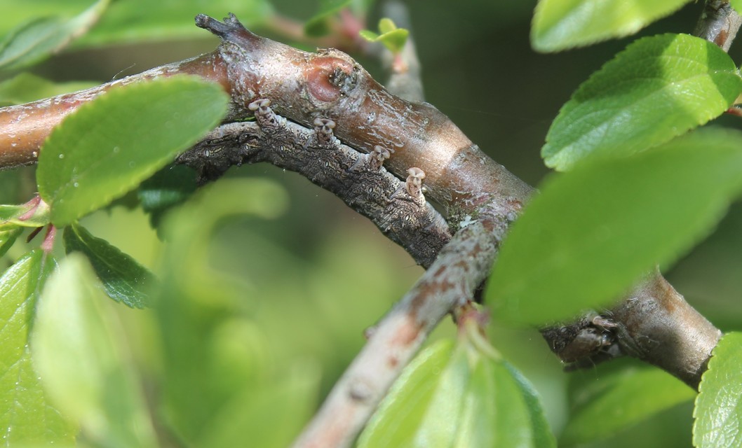 Allophyes oxyacanthae - galagonyabagoly