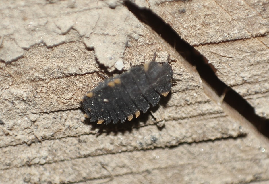 Endomychus coccineus - négypettyes álböde