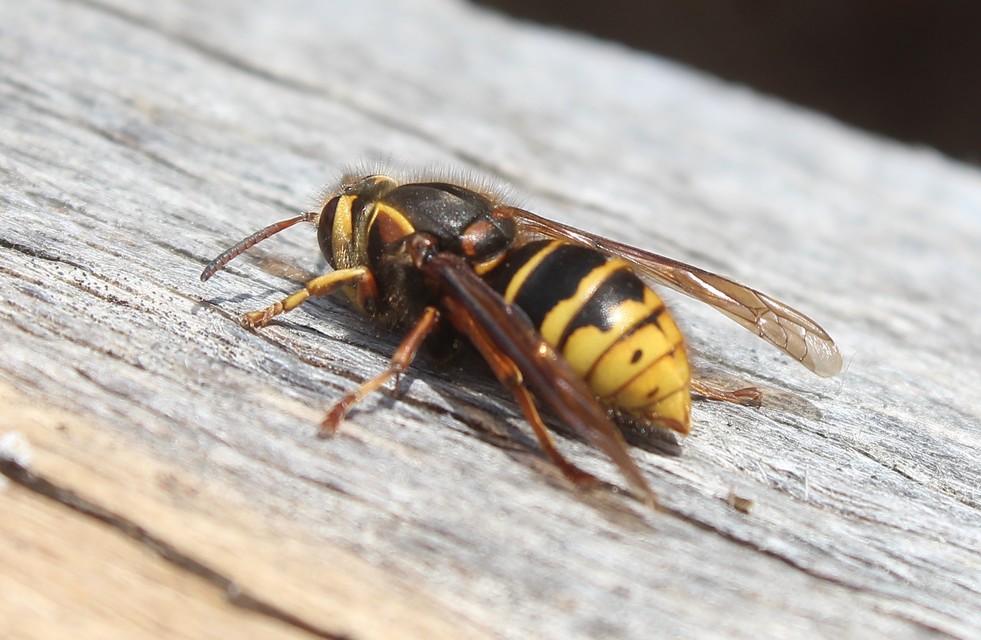 Dolichovespula media - szögletesfejű darázs