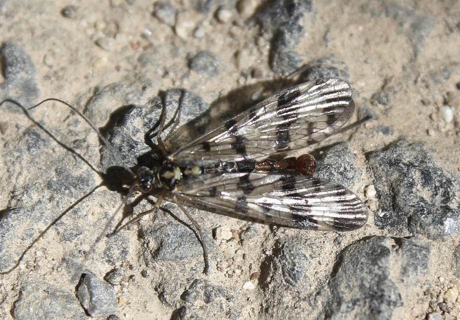 Panorpa vulgaris