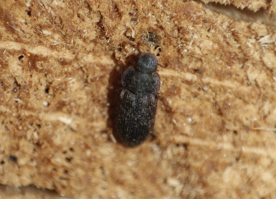 Colobicus hirtus - szegélyes héjbogár