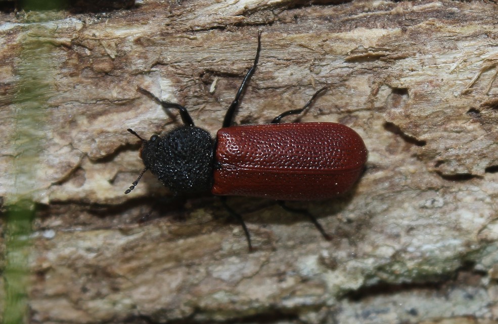 Bostrichus capucinus - piros csuklyásszú