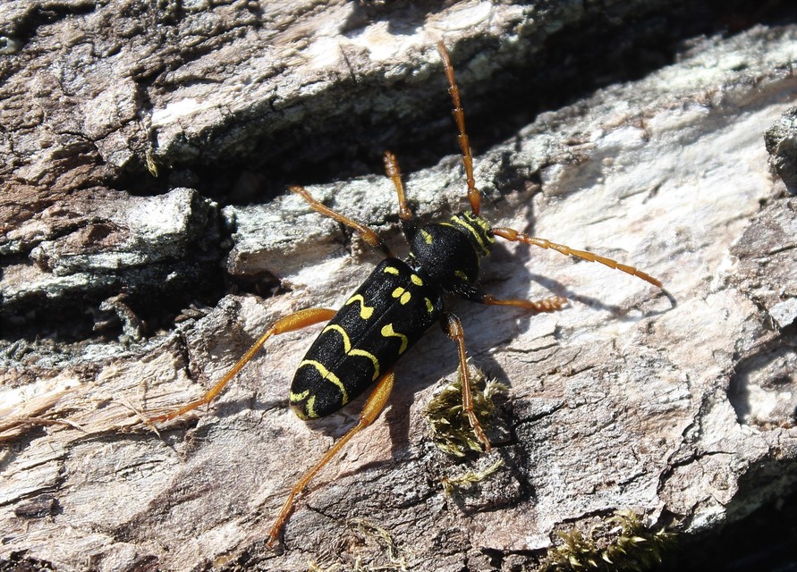 Plagionotus arcuatus - bársonyos darázscincér