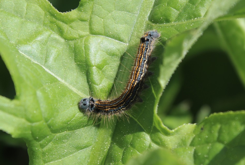 Malacosoma neustria - gyűrűsszövő