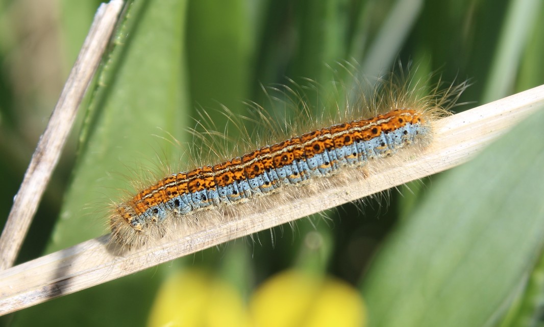 Malacosoma castrensis - kutyatejszövő