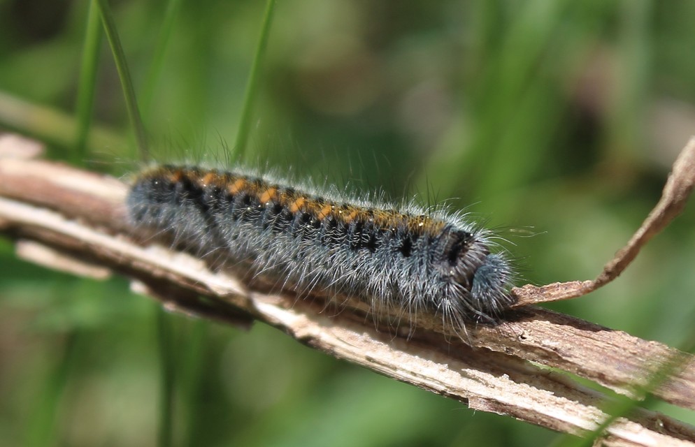 Lasiocampa trifolii - lóhereszövő