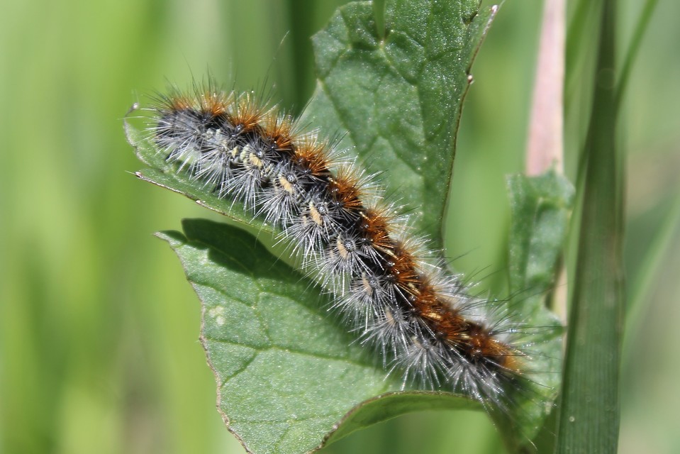 Rhyparia purpurata - bíborszínű medvelepke