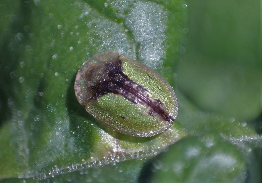 Cassida Cassida