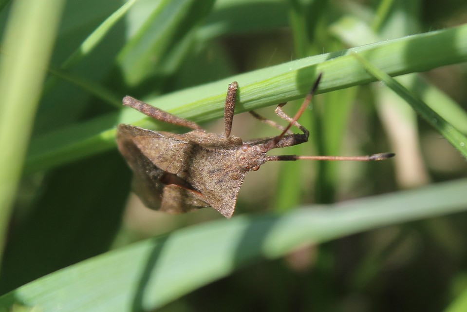 Coreus marginatus - közönséges karimáspoloska