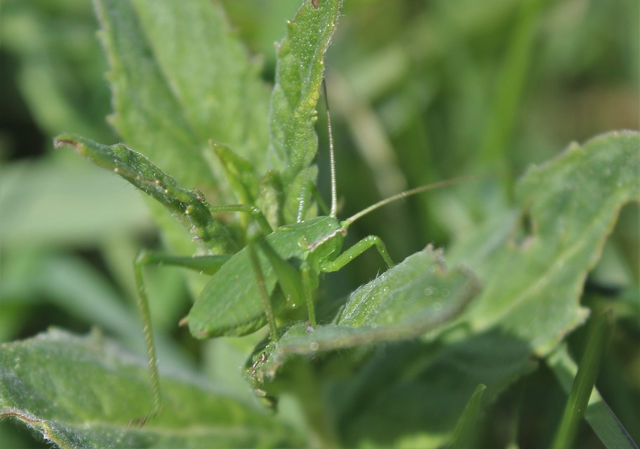 Isophya kraussii - erdei tarsza