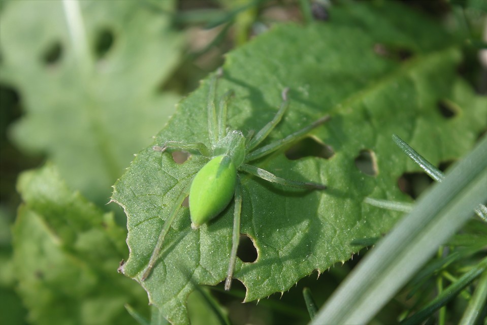 Micrommata virescens - hunyópók