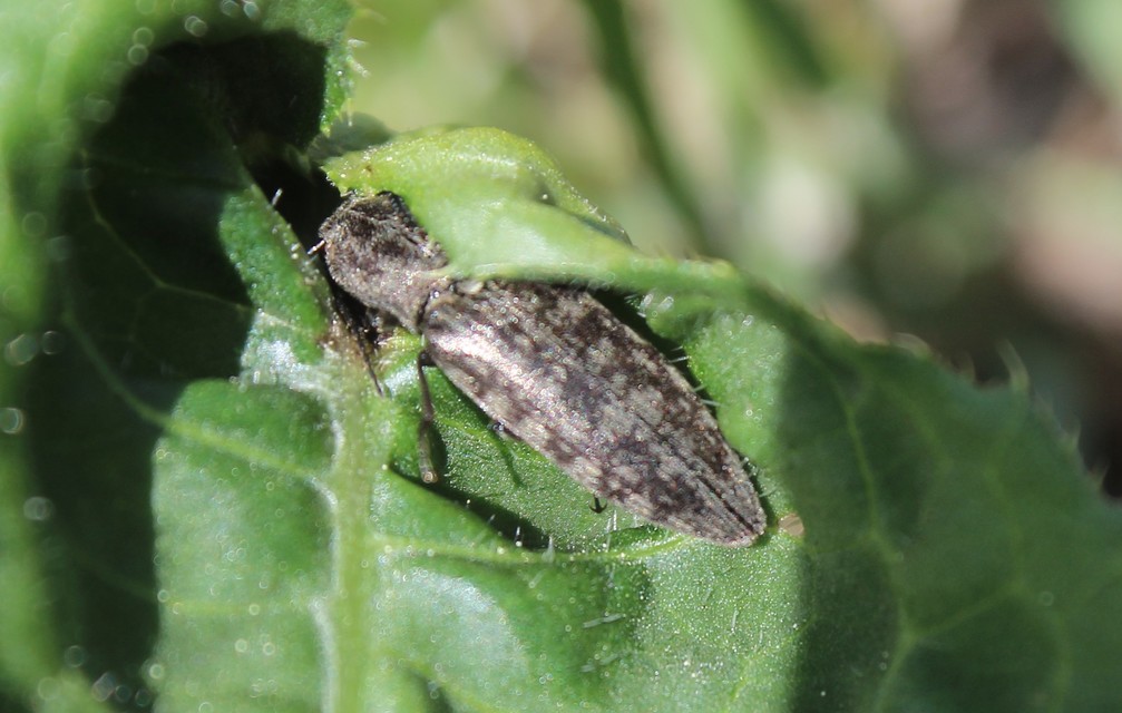 Actenicerus siaelandicus - márványos pattanó Actenicerus siaelandicus - márványos pattanó