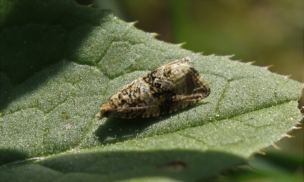 Celypha lacunana - vízparti tükrösmoly