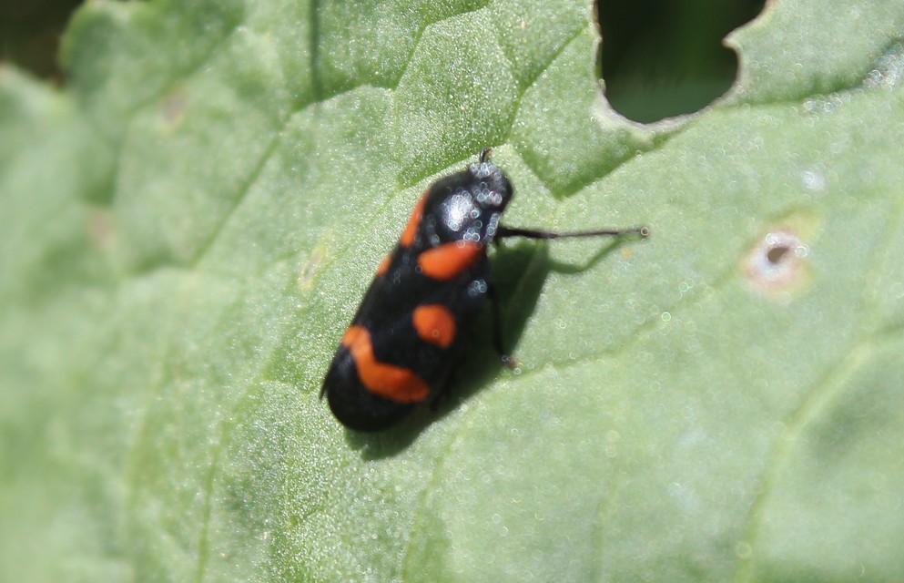 Cercopis