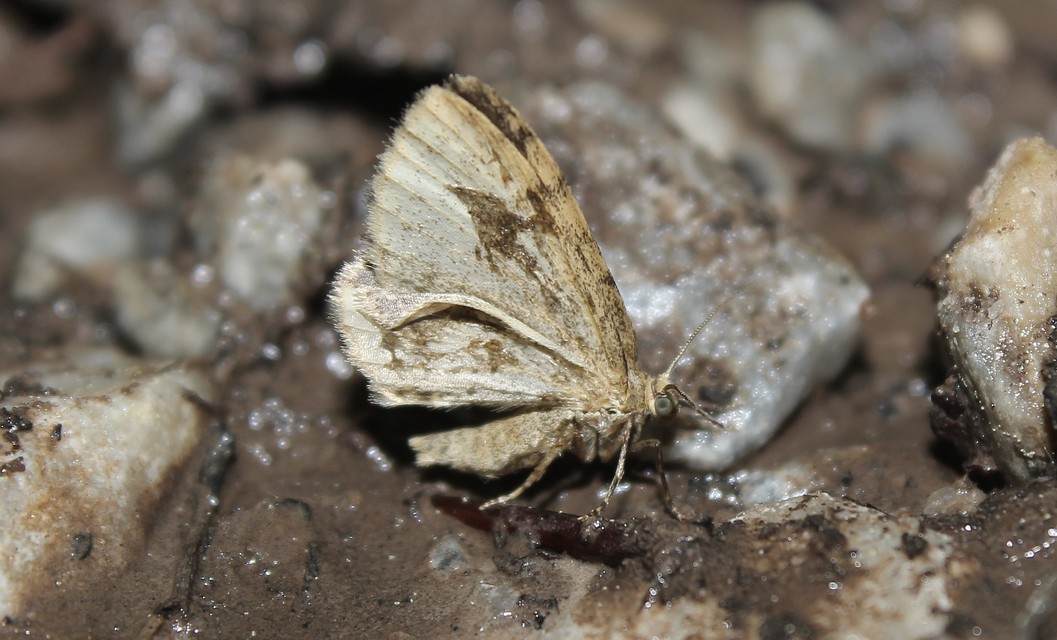 Euchoeca nebulata - barnás égeraraszoló