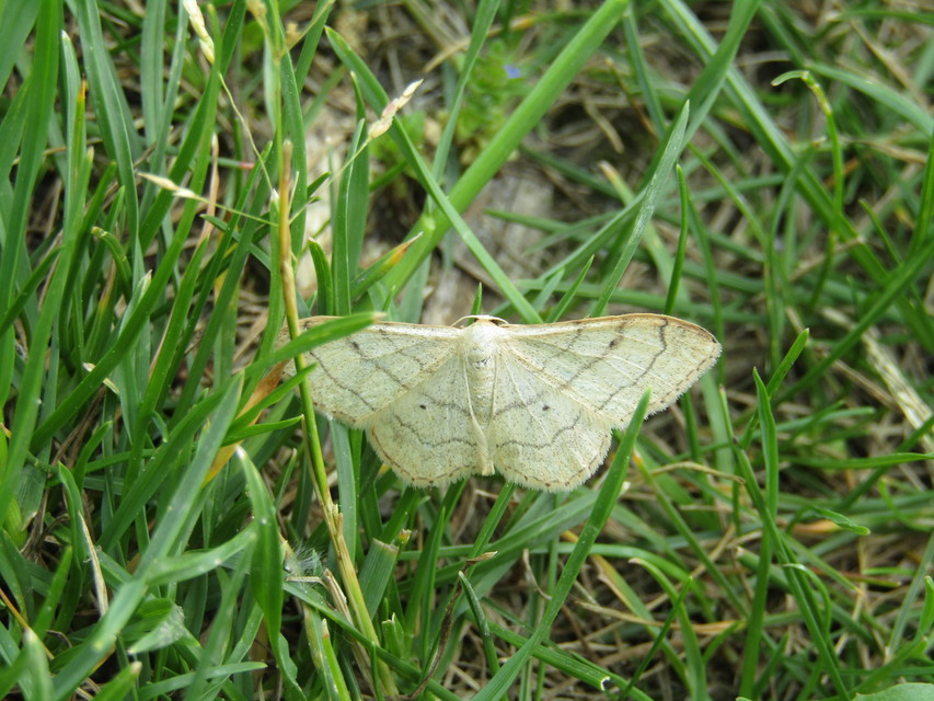 Idaea deversaria - egyszínű sávosaraszoló