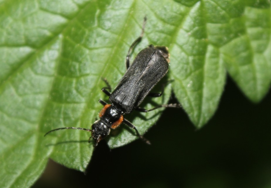 Cantharis obscura - sötét lágybogár