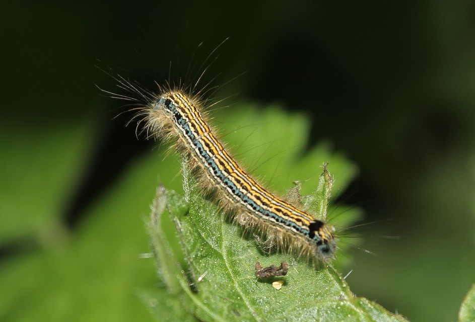 Malacosoma neustria - gyűrűsszövő