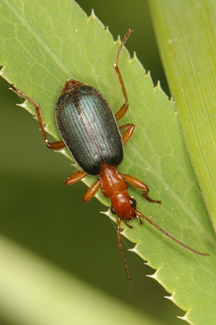 Brachinus