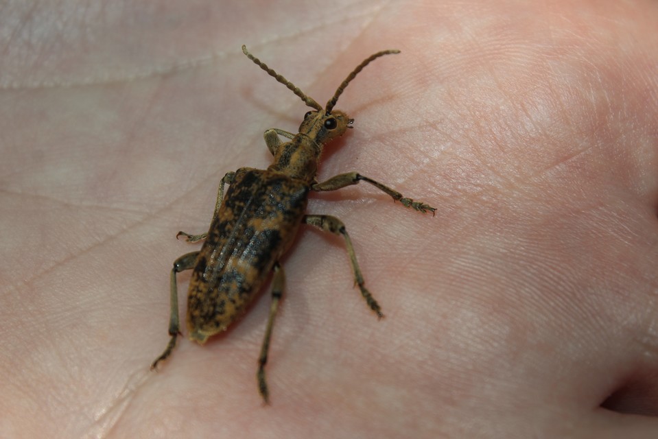 Rhagium sycophanta - tölgyes-tövisescincér