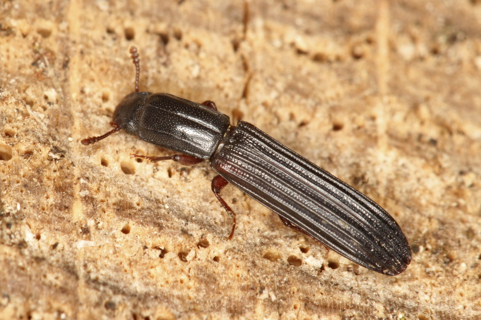 Colydium elongatum - ösztövér héjbogár