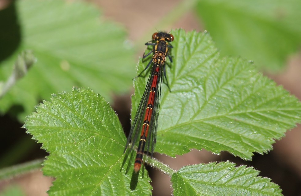 Pyrrhosoma nymphula interposita - vörös légivadász