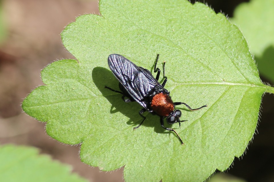 Clitellaria ephippium - tüskéshátú légy