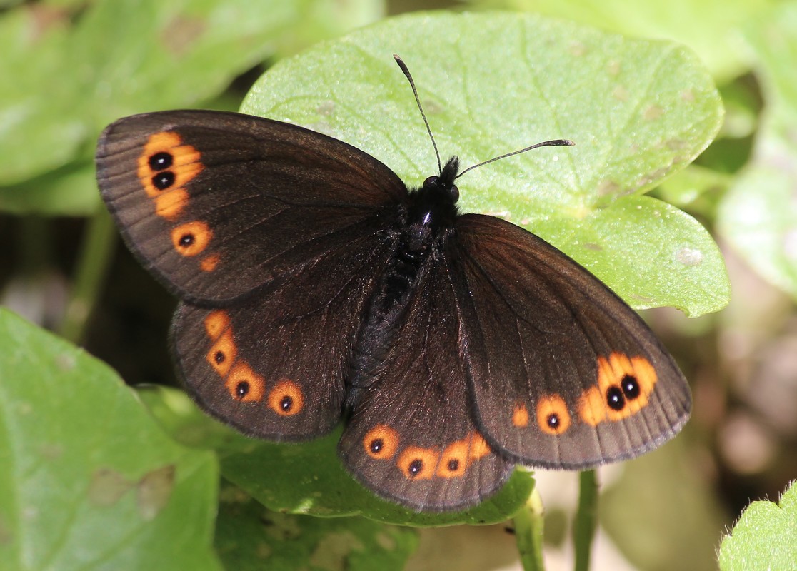 Erebia medusa - tavaszi szerecsenlepke