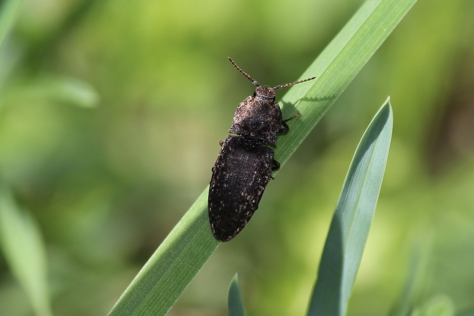 Agrypnus murinus - egérszínű pikkelyespattanó