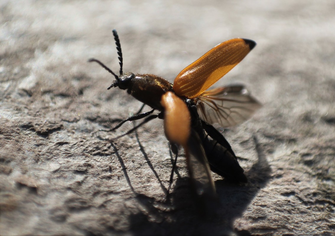 Anostirus castaneus - feketevégű pattanó