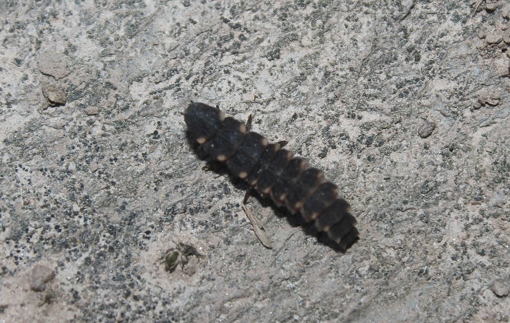 Lampyris noctiluca - nagy szentjánosbogár