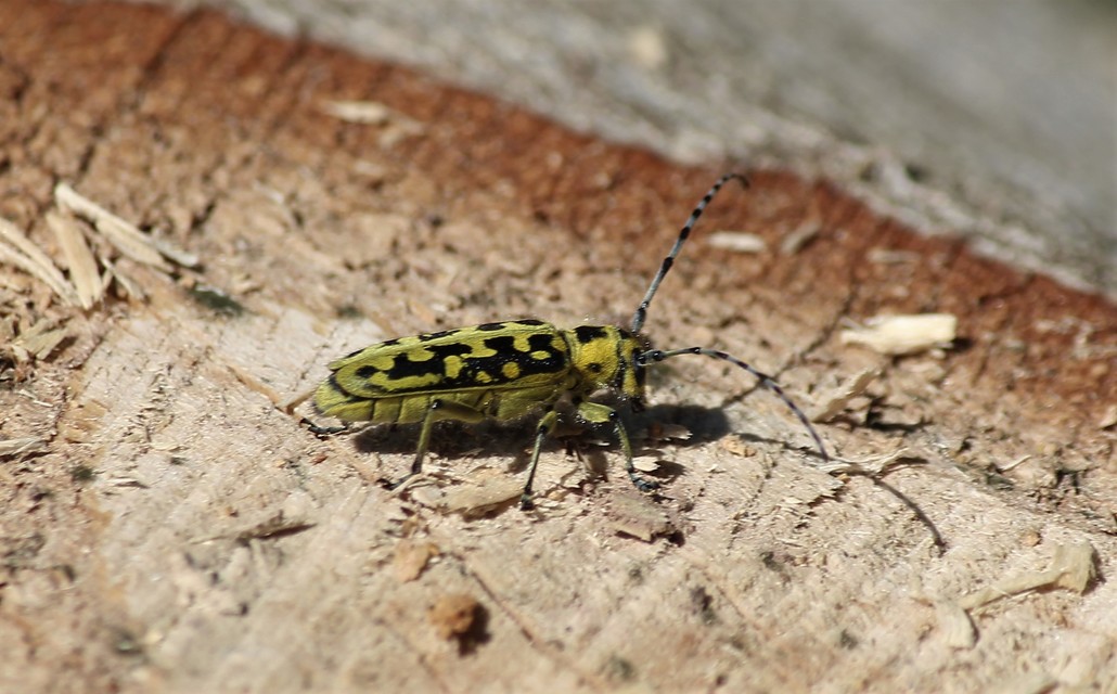 Saperda scalaris - létracincér