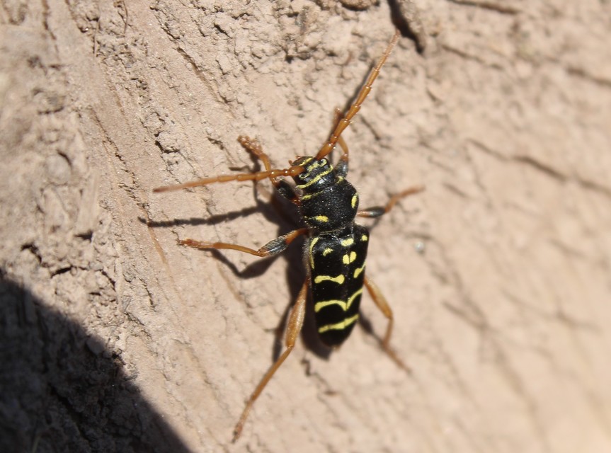 Plagionotus arcuatus - bársonyos darázscincér