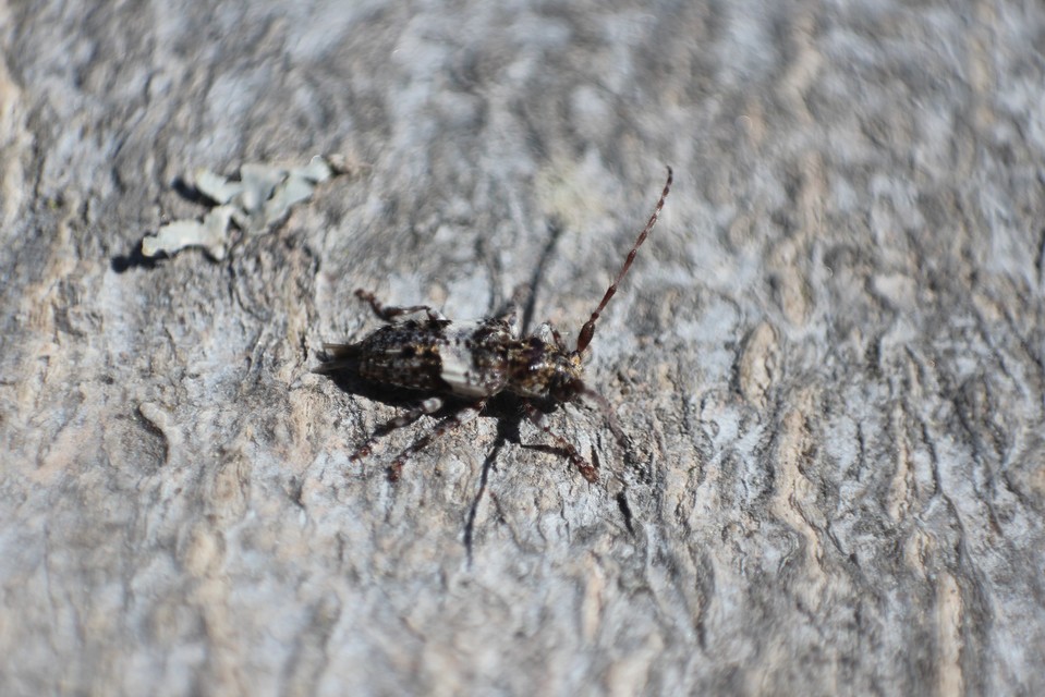Pogonocherus hispidus - kéttövises ecsetcincér