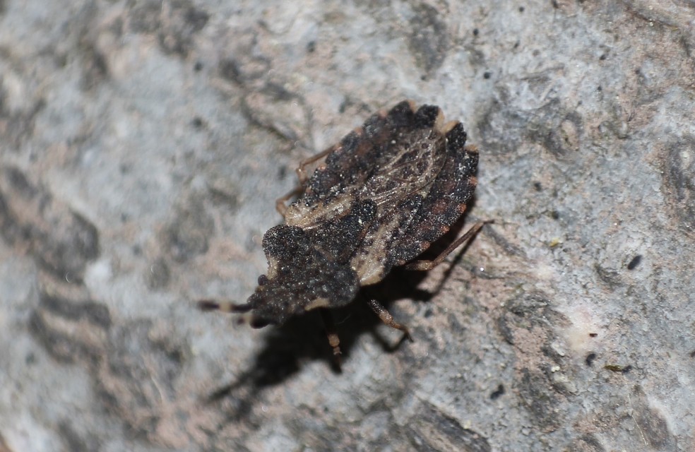 Aradus versicolor - tarka kéregpoloska