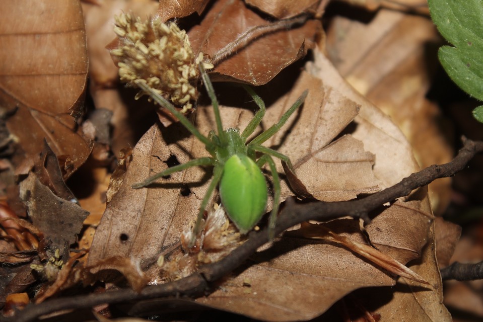 Micrommata virescens - hunyópók