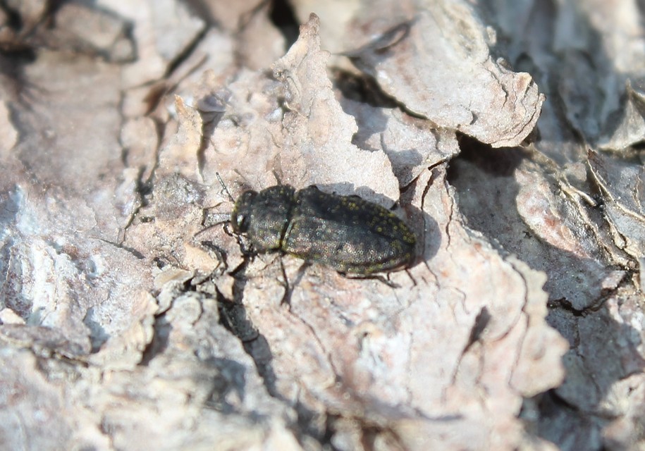 Anthaxia quadripunctata - fekete virágdíszbogár Anthaxia quadripunctata - fekete virágdíszbogár