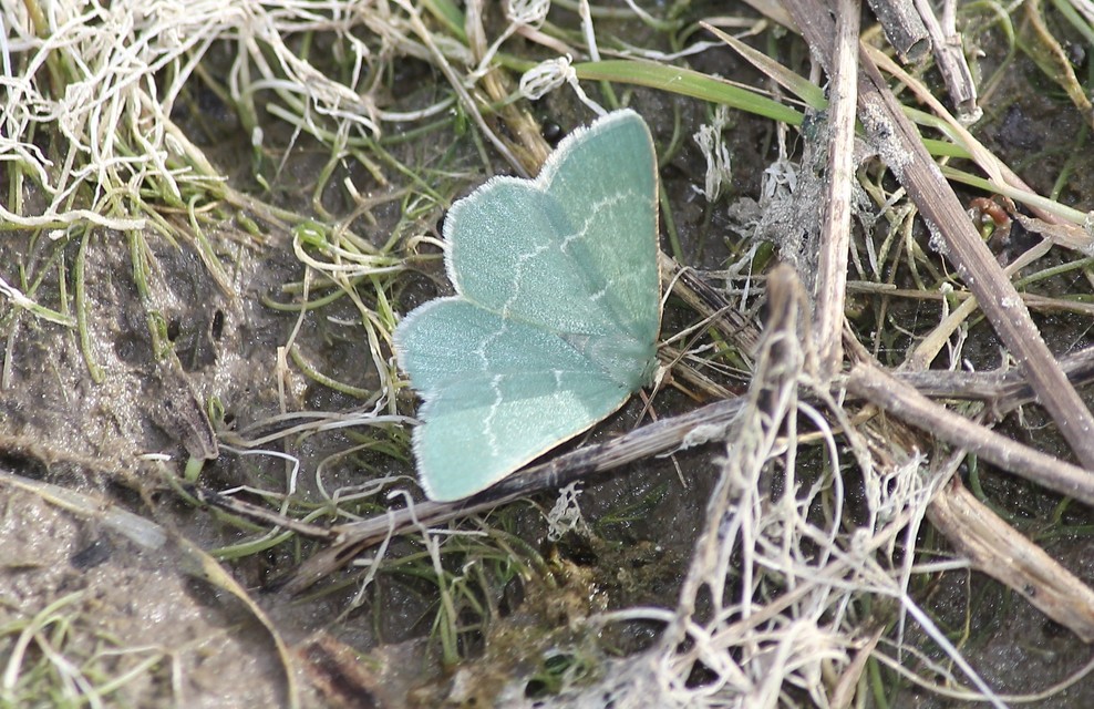 Chlorissa cloraria - sárgászöld araszoló