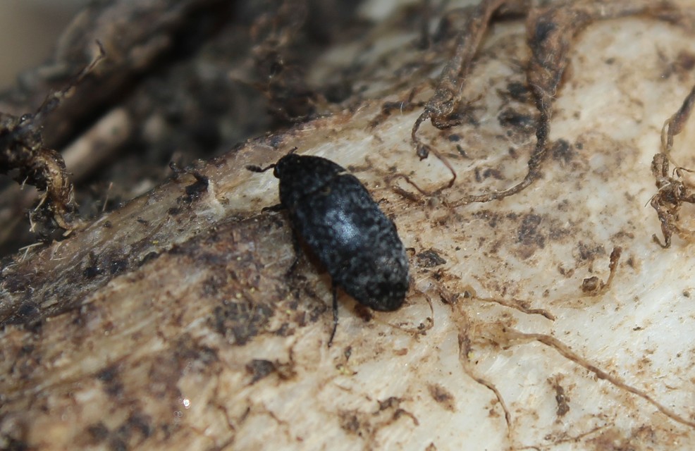Dermestes murinus - egérszínű porva Dermestes murinus - egérszínű porva