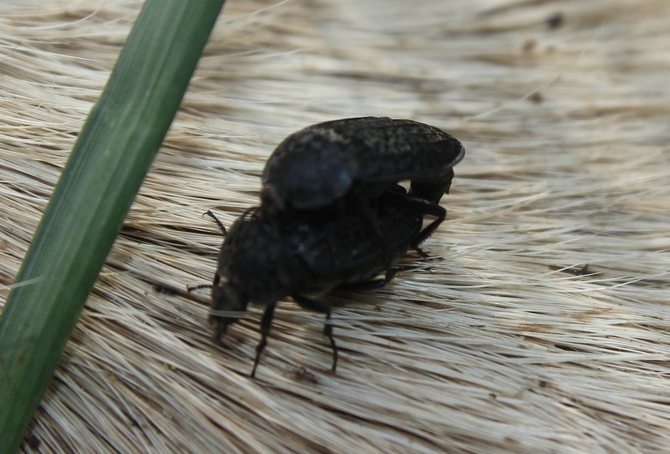 Thanatophilus rugosus - ripacsos dögbogár