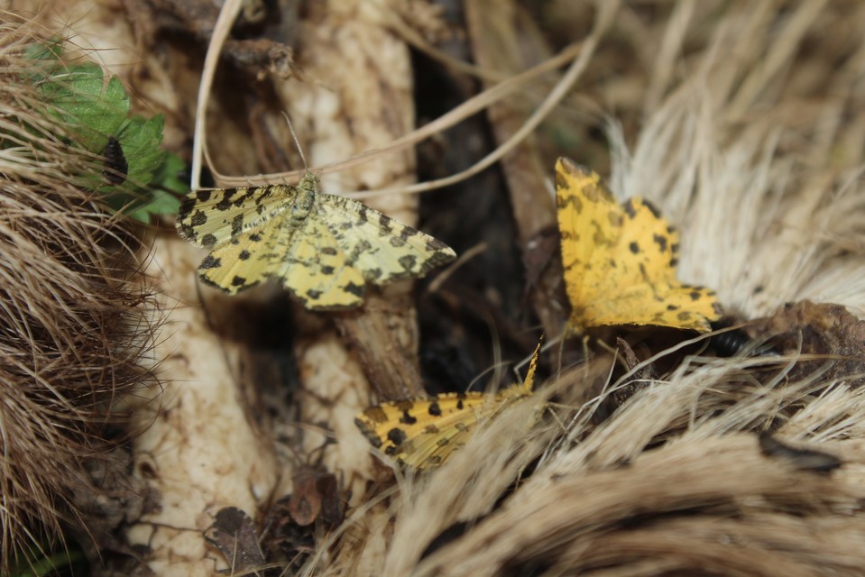 Pseudopanthera macularia - párducfoltos araszoló