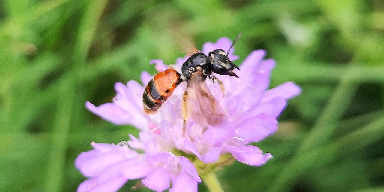 Andrena